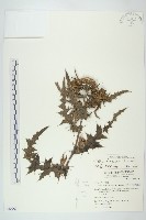 藏品(雞觴刺、島薊)的圖片