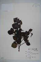 藏品(草野氏冬青)的圖片