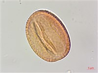 藏品(台灣魚藤)的圖片