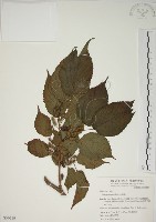 藏品(小桑樹)的圖片