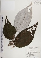 藏品(蘭嶼水絲麻)的圖片