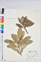 藏品(蘭嶼土沉香)的圖片