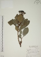 藏品(密脈赤楠)的圖片