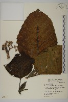 藏品(錐頭麻)的圖片