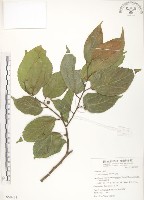 藏品(石朴)的圖片