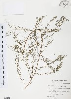 藏品(天門冬)的圖片