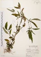 藏品(臺灣鱗球花)的圖片