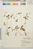 藏品(傅氏唐松草)的圖片