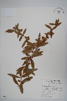 藏品(高山小蘗)的圖片