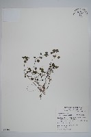 藏品(山桔梗)的圖片