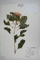 藏品(非洲鳳仙花)的圖片