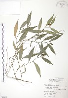 藏品(柚葉藤)的圖片