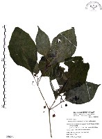 藏品(龍珠)的圖片