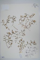 藏品(半邊蓮、鐮磨仔草)的圖片