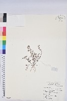 藏品(千根草)的圖片