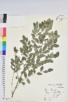 藏品(紅仔珠)的圖片