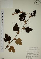 藏品(臺灣懸鉤子)的圖片