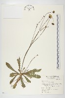 藏品(貓兒菊)的圖片