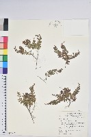 藏品(高山白珠樹)的圖片