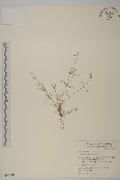 藏品(大爪草)的圖片