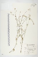 藏品(琴葉南芥)的圖片