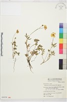 藏品(蓬萊毛茛)的圖片