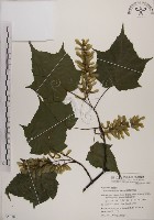 藏品(臺灣紅榨槭)的圖片