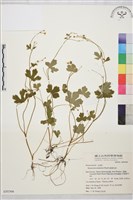 藏品(鹿場毛茛)的圖片