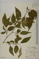 藏品(佩羅特木)的圖片