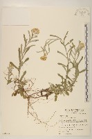 藏品(鼠麴草)的圖片