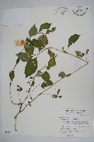 藏品(紫花鳳仙花)的圖片