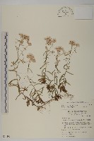 藏品(玉山抱莖籟簫)的圖片
