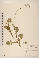 藏品(矮菊)的圖片