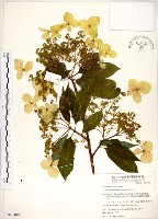 藏品(華八仙)的圖片