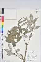 藏品(狹葉櫟)的圖片