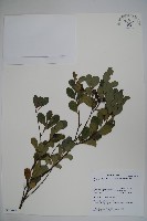 藏品(倒卵葉冬青、金平氏冬青)的圖片