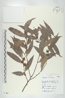 藏品(軟毛柿)的圖片