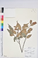 藏品(長尾栲、長尾柯、長尾尖葉櫧)的圖片