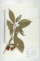 藏品(猴歡喜)的圖片