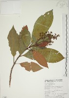 藏品(大野牡丹)的圖片