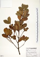 藏品(恆春楨楠)的圖片