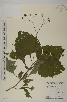 藏品(下田菊)的圖片