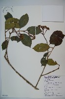 藏品(珊瑚樹)的圖片