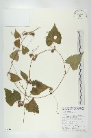 藏品(黑果馬交兒)的圖片