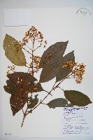 藏品(珊瑚樹)的圖片