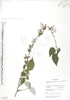 藏品(青苧麻)的圖片