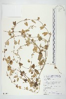 藏品(白花牽牛)的圖片