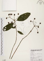 藏品(黑星紫金牛)的圖片