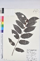 藏品(披針葉饅頭果)的圖片