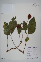 藏品(魚木)的圖片